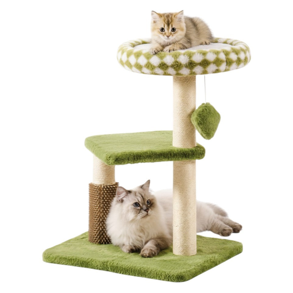 Arbre à Chat Émeraude