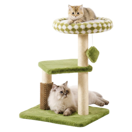 Arbre à Chat Émeraude